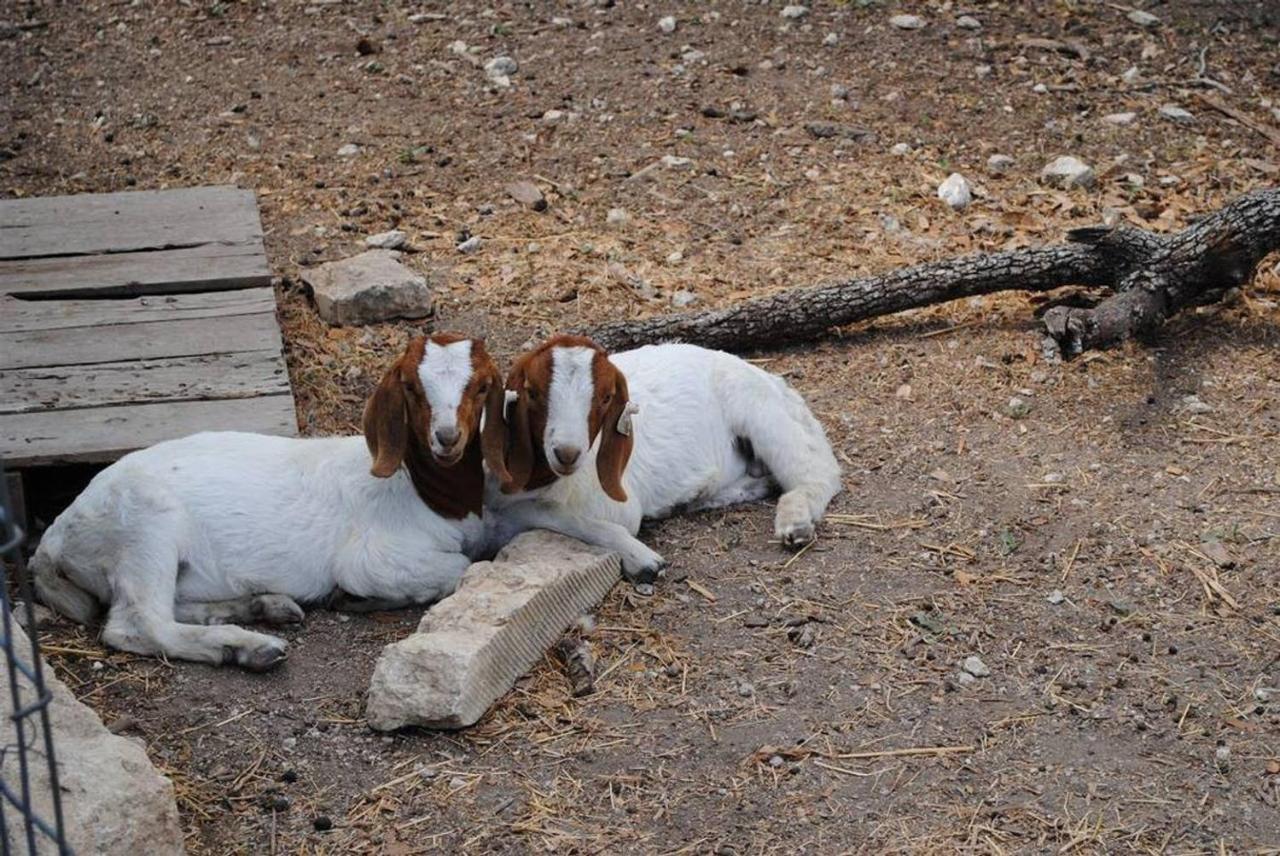 Last Outpost Bandera Ranch House ภายนอก รูปภาพ